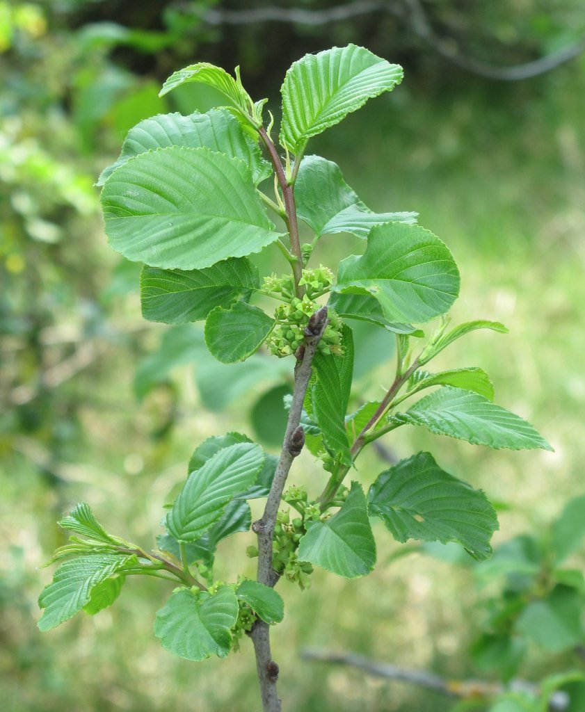 Rhamnus alpina